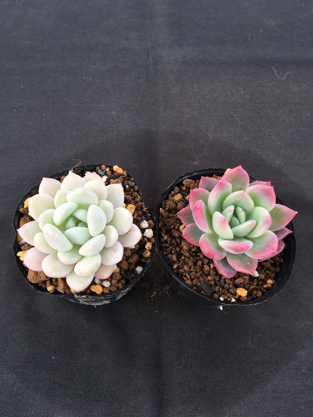 ２点セット商品 アメジスチヌム デレンベルギー Agavoides ラウイ 多肉アン