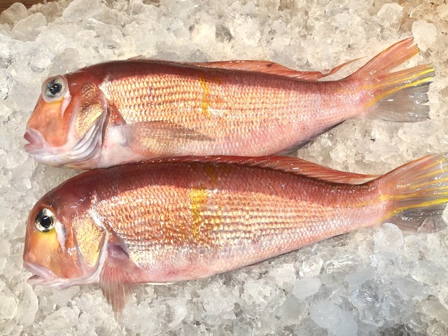 一度は食べてみたい刺身用極上のどぐろ 紅瞳 Sakanaya Takeichi