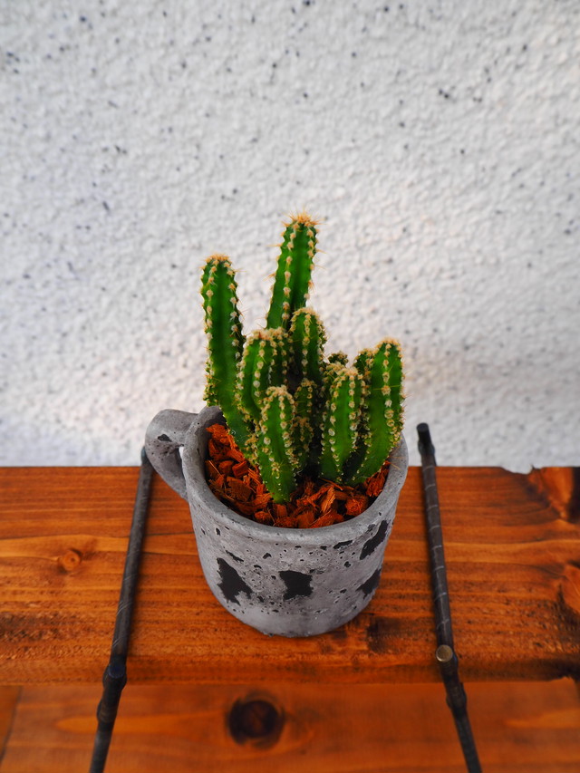 サボテンのベラボン ヤシの繊維 植え 寄せ植え屋