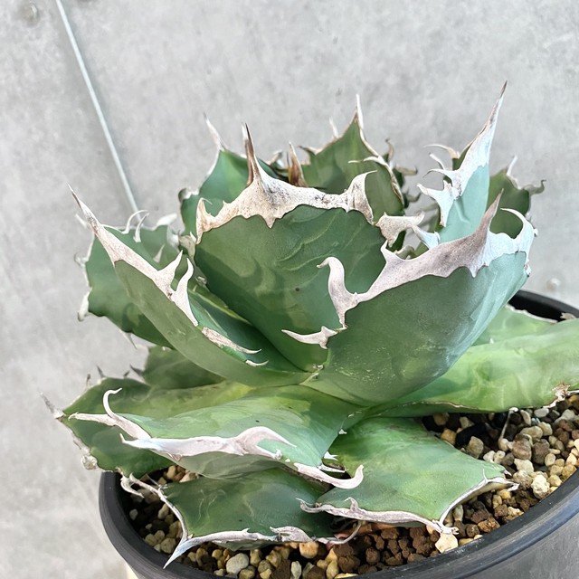 リアルサープラス Agave Titanota Oteroi アガベ チタノタ オテロイ 観葉植物 多肉植物 子株４つ付き インテリア 鉢込み発送 発根済 美株 公式の Evanstonperio Com