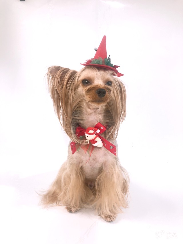 犬アクセサリー クリスマスチョーカー Dogdress Ari Ra