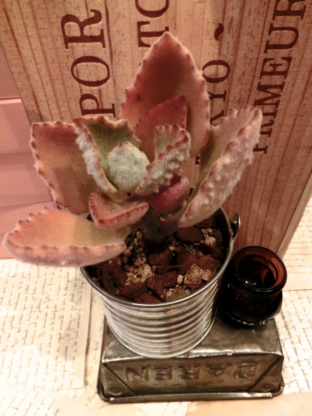 多肉植物 ブリキ缶 ファング Alot