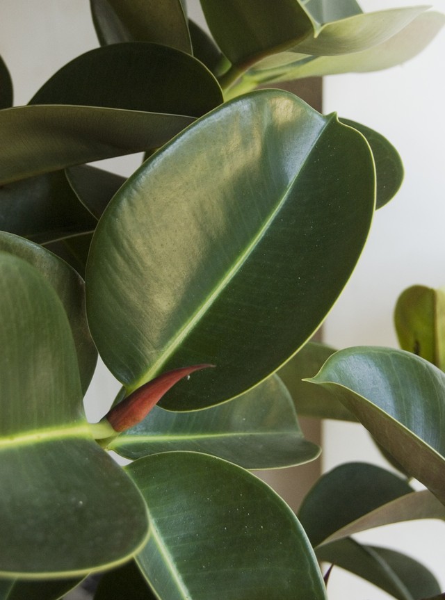 23区内限定配送 フィカス エラスティカ ソフィア Neo Green