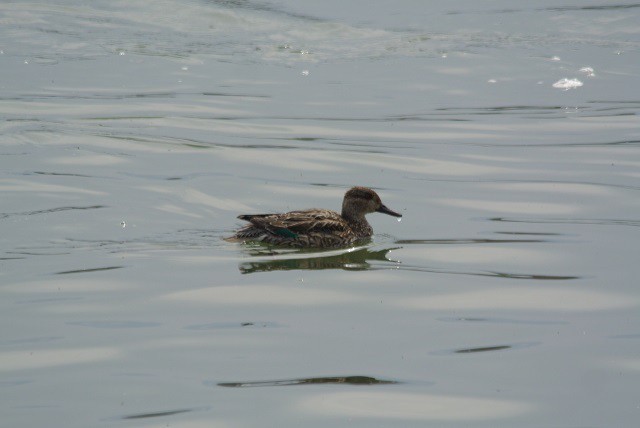 鴨の写真 写真屋 １０ 鳥