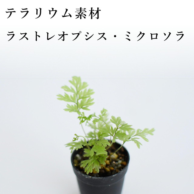 その他の植物 シダ 蘭 苔テラリウム専門ショップ道草