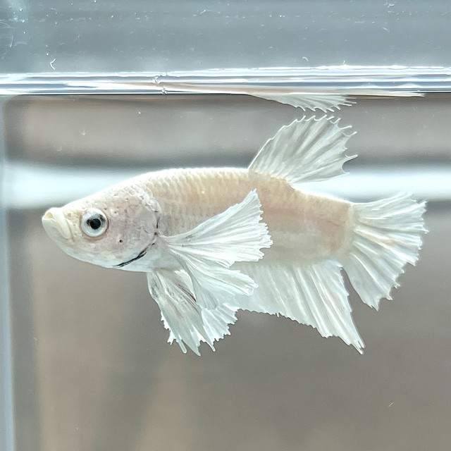 ベタ ダンボ プラカット 乳白色系 オス 動画つき 泡 Abuku