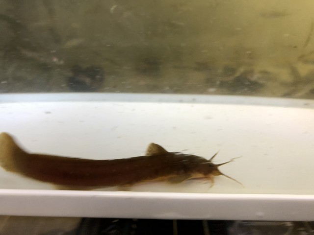 アカザ 金魚宝房