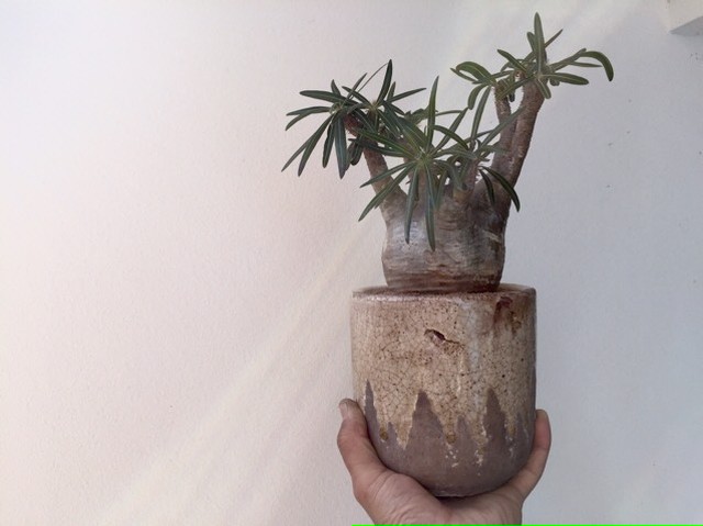 パキポディウム グラキリス Green Smith