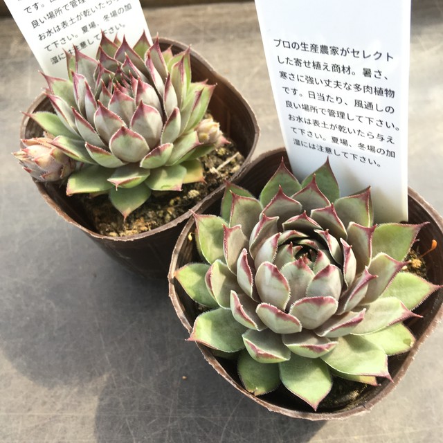 センペル Rupo 多肉植物専門店