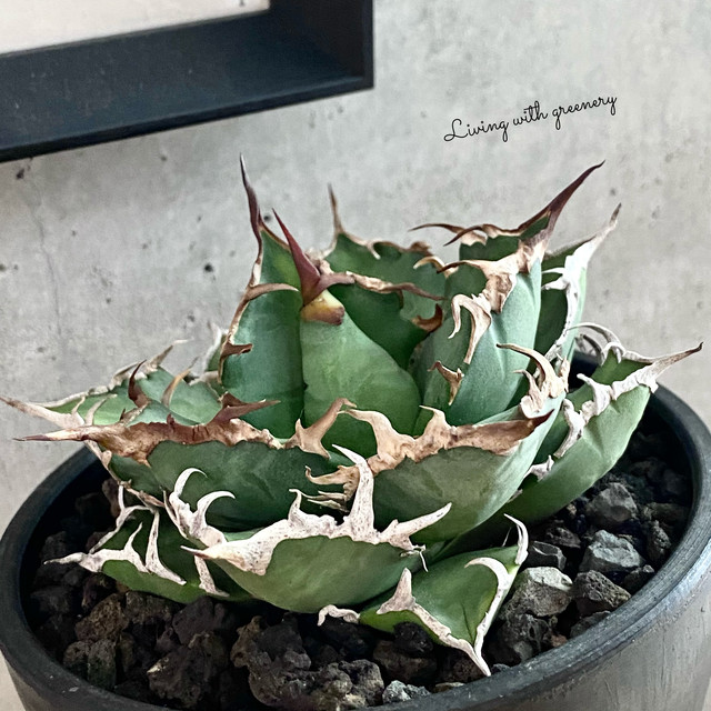 Agave Titanota Fo 076 Caesar アガベ チタノタ Fo 076 シーザー 観葉植物 多肉植物 インテリア 美株 鉢込み発送 発根済み Listycagave