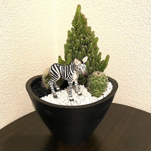 観葉植物 サボテン 三和ポチット