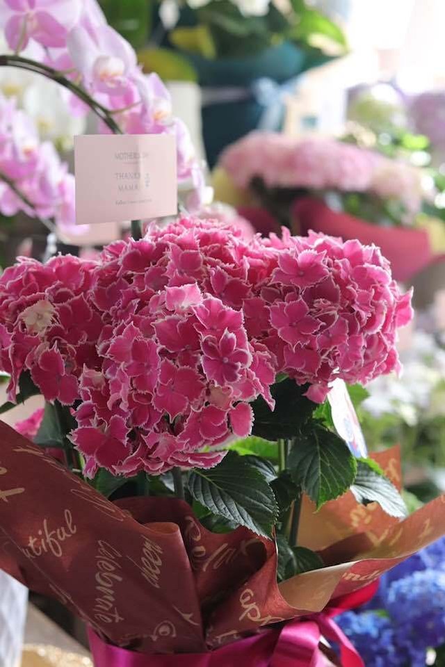 2020母の日おまかせ紫陽花