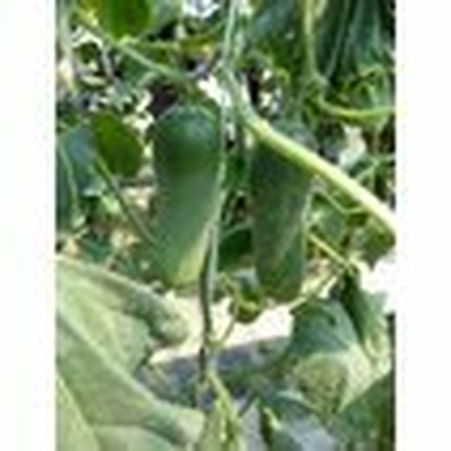 送料込 畑の国のアリスハンドクリーム 食用成分のみで作られた食べられるハンドクリーム ひらみゆき農園