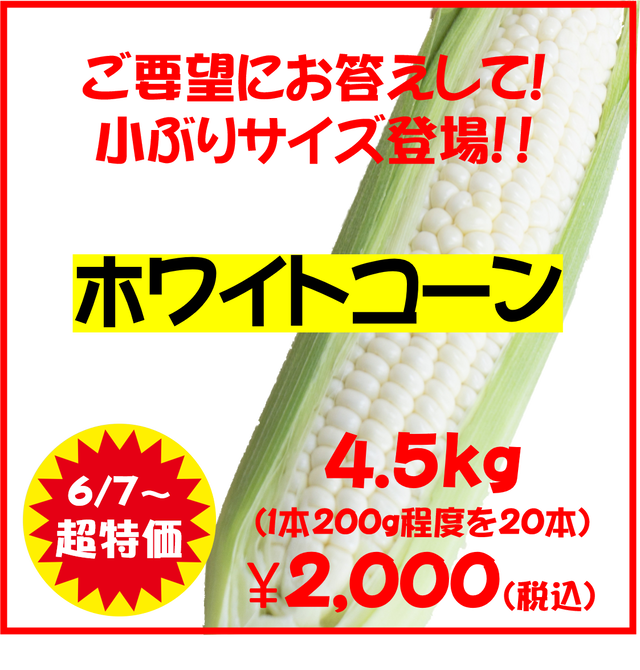 小ぶりサイズもご用意 幻の 朝採れ ホワイトコーンとうもろこし 4 5kg 1本約0gを本程度 長崎県島原市 Hira Farm 農家直売の朝どれ 島原ブランド野菜