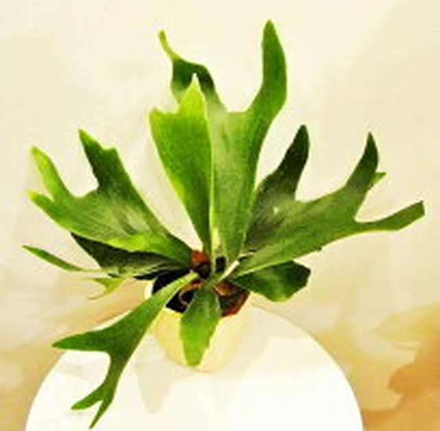 観葉植物 プラティセリウム コウモリラン 花 植物 ワイン Planquor