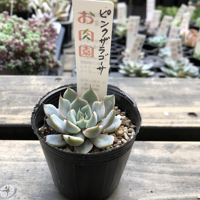 ピンクザラゴーサ Melty Works 多肉植物 と Dulton プランター のお店