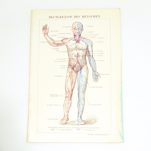 ヘルダー大百科事典 人体 医療 人間の血管図 血液の説明ページ付き ビンテージ 図版 1956 29 Backlane