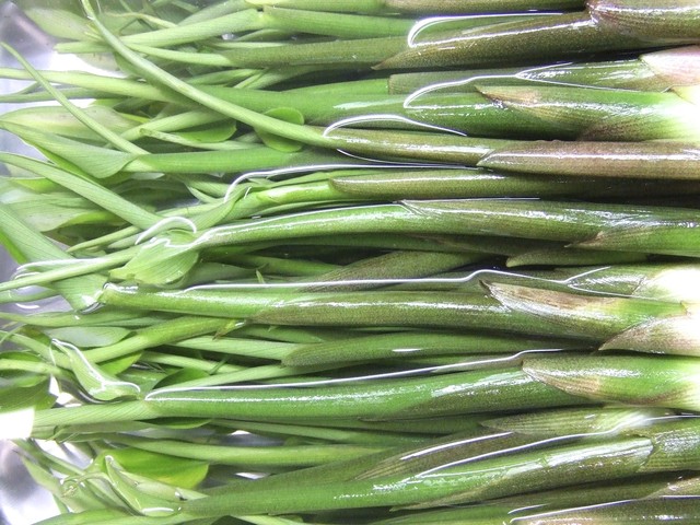 ミョウガタケ 早生ミョウガ 100g ソイルの野菜