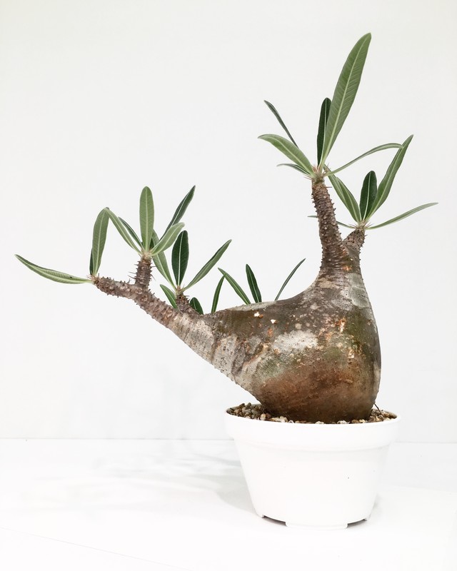 パキポディウム カクチペス Pachypodium Rosulatum Var Cactipes Spg For Sale