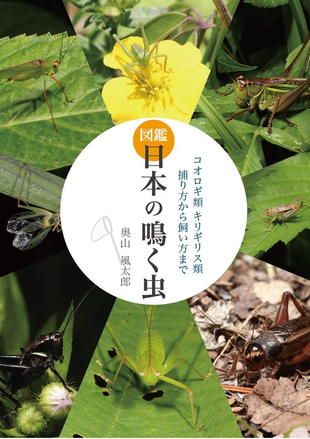 図鑑 日本の鳴く虫 コオロギ類 キリギリス類 捕り方から飼い方まで 黄鈴虫具店
