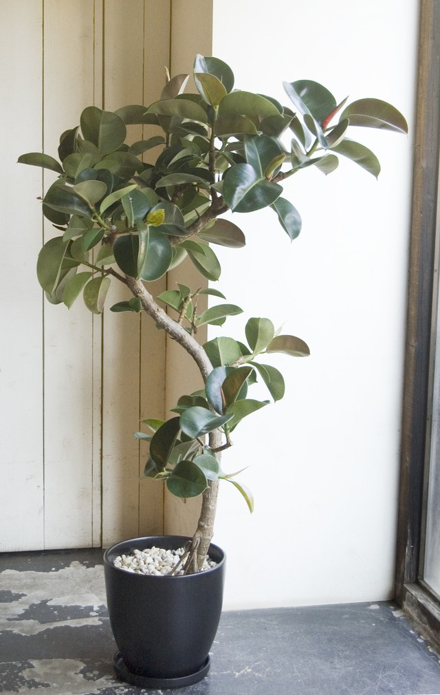 23区内限定配送 フィカス エラスティカ ソフィア Neo Green