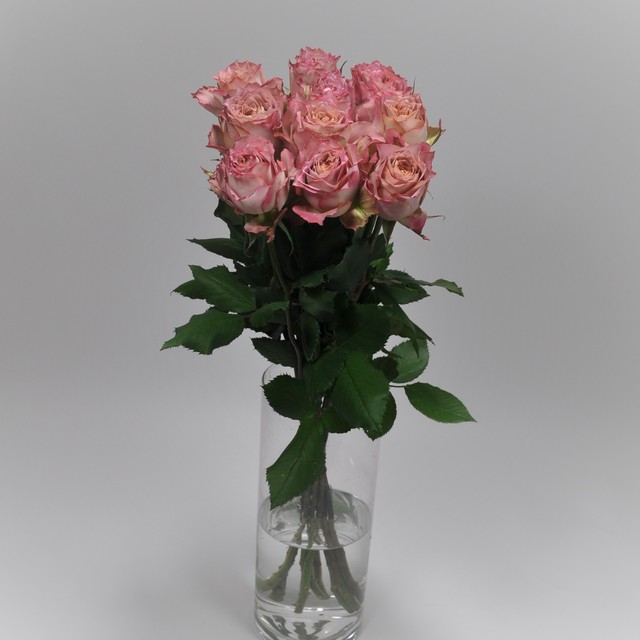 Rose テナチュール 10本 (JA静岡市)