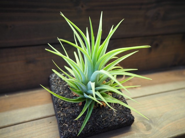 チランジア着生用プレート 木製 3枚セット 常葉植物園