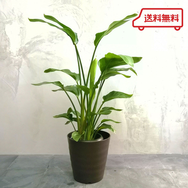 寒さに強い And Leaf アンドリーフ 観葉植物 大阪市 インテリア 送料無料