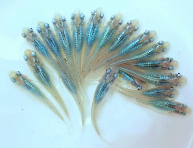 マリンブルー メダカ稚魚１０匹 メダカ屋さん ３輪車商店