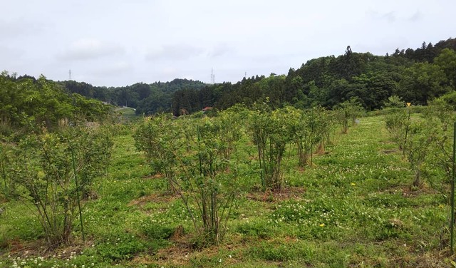 ブルーベリーシロップ ブルーベリー 草野農園 福島県玉川村