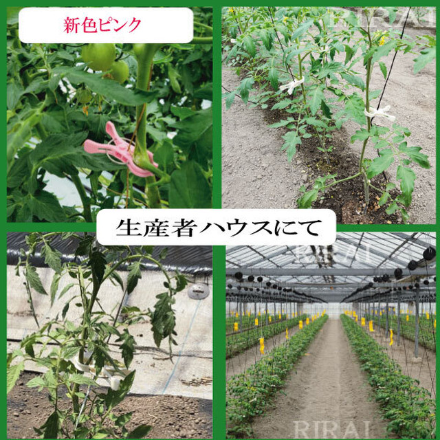 誘引クリップ 結 送料無料 個入 Rirai 園芸クリップ ガーデニング 誘引 結束 日本製 白 オリジナル園芸資材ｒｉｒａｉ