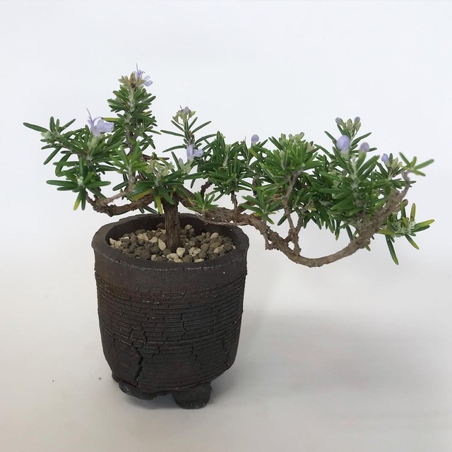 ローズマリー盆栽 匍匐性 R6 Bonsai 鉄と山