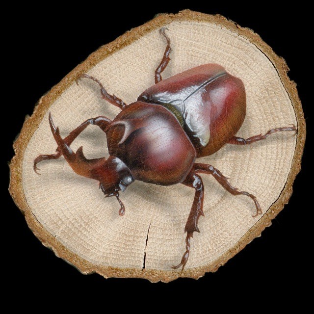 原画 輪切り絵アート 赤いカブトムシ ホワイトアイ Version2 Rhinoceros Beetle ｊギャラプラス
