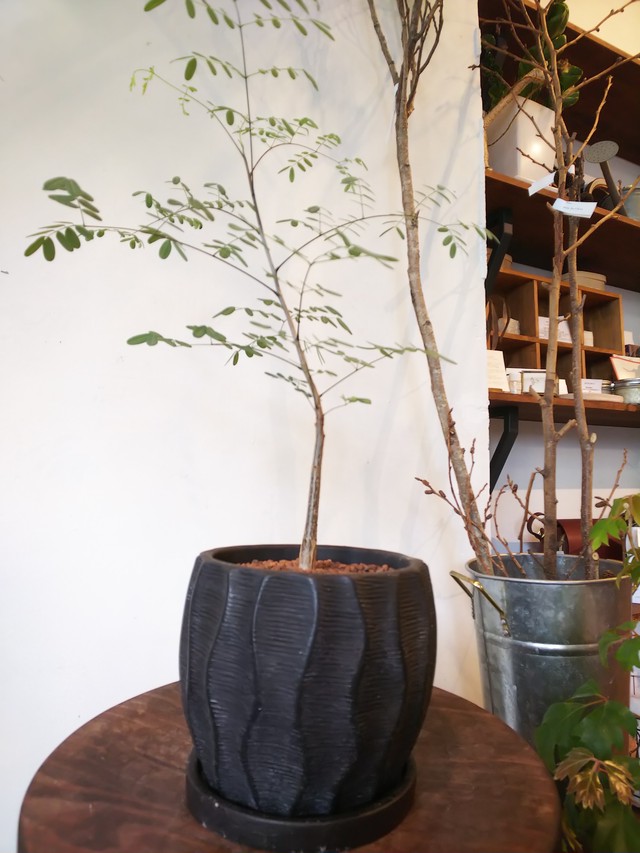 デロニクス プミラ Queue