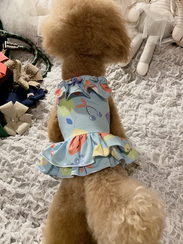 キラキラシルバーチョーカー 犬服 犬 ドッグウェア ペット 小型犬 アクセサリー おしゃれ ドッグアクセサリー 新作 春夏 人気 かわいい おしゃれ Petitkano