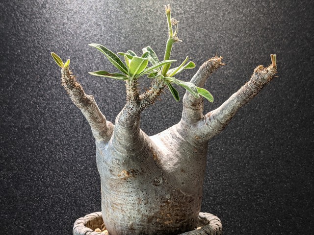 発根済 Pachypodium Rosulatum Var Gracilius パキポディウム グラキリス 現地球 A サボテンと多肉植物の店 サイベリア