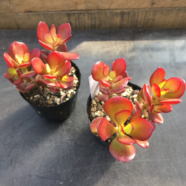 姫花月 Rupo 多肉植物専門店