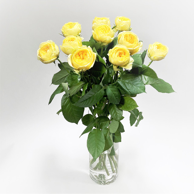 Rose カタリナ 10本 (JAひまわり バラ部会)