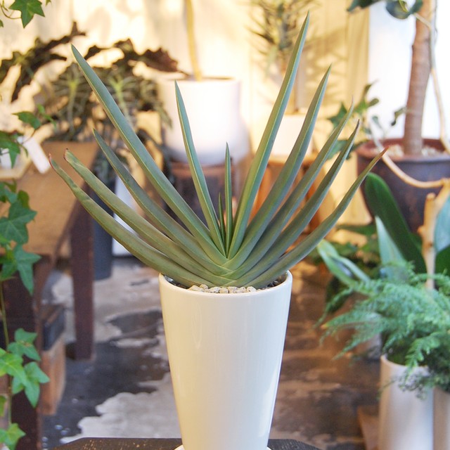 アロエ プリカティリス Neo Green