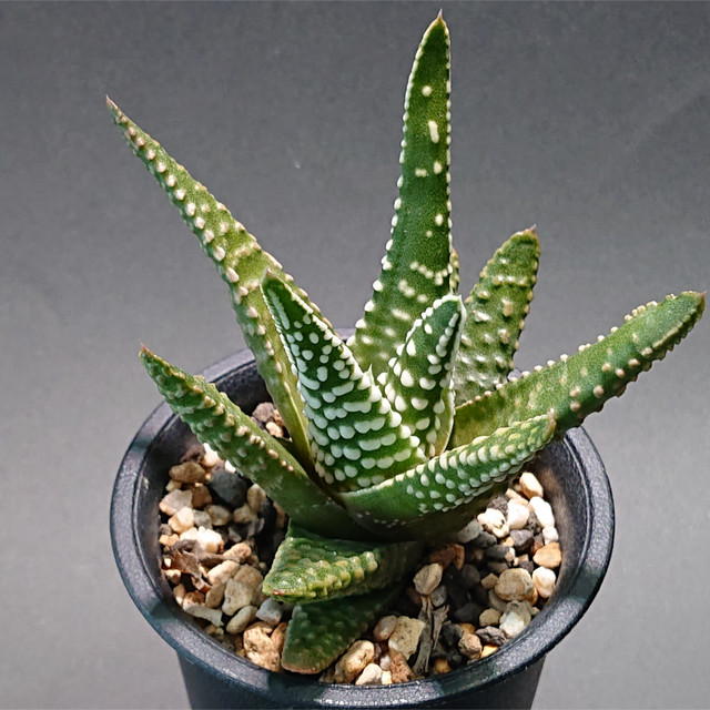 Haworthia Hyb ハオルチア 天使の泪 超広葉ドーナツ冬の星座 サボテンと多肉植物の店 サイベリア