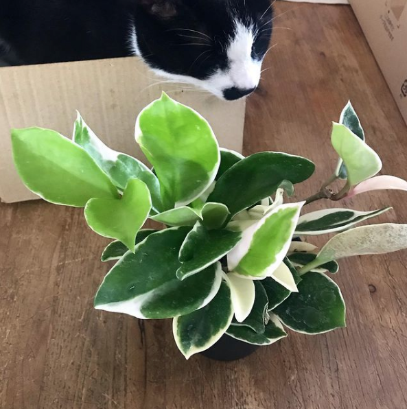 ホヤ カルノーサ リップカラー Neo Green