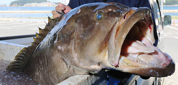 鮮魚 天然クエ 1 5kg 2kg 玄界灘 極み屋