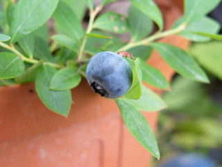 サンシャインブルー 3年生 サザンハイブッシュ系ブルーベリー苗木 平野農園