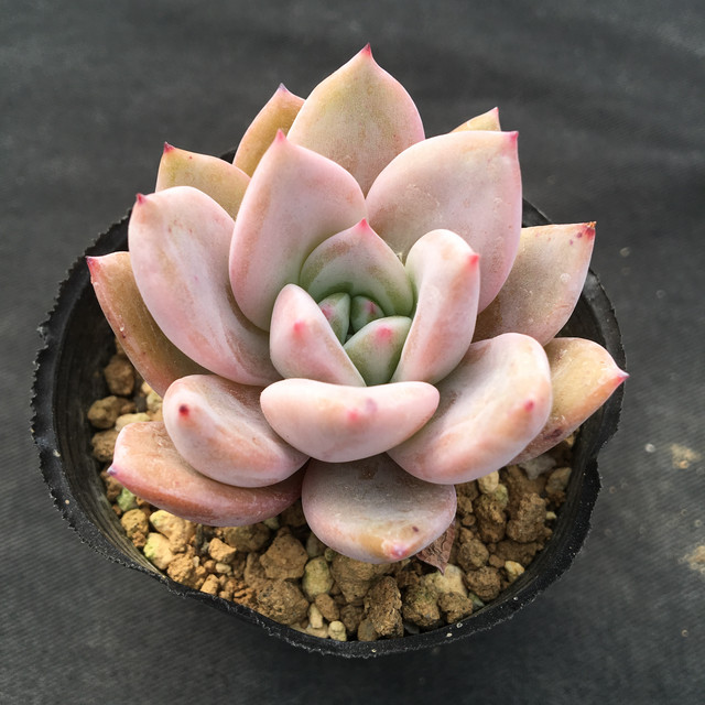 ピンクシャンペーン 多肉アン