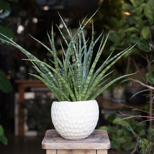 サンセベリア ファーンウッドミカド 観葉植物 ハナと枝