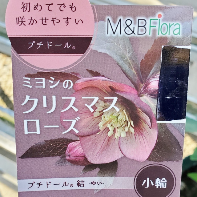 現品販売 ｸﾘｽﾏｽﾛｰｽﾞ ５寸ﾌﾟﾁﾄﾞｰﾙ彩 ﾐﾖｼのｸﾘｽﾏｽﾛｰｽﾞ 送料込み 長谷川園芸