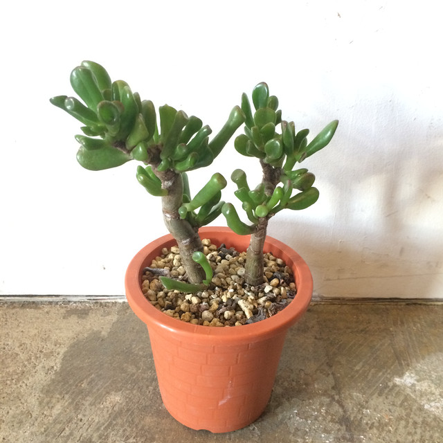 Crassula Portulacea F Monstrosa ゴーラム Safsaf By Helden