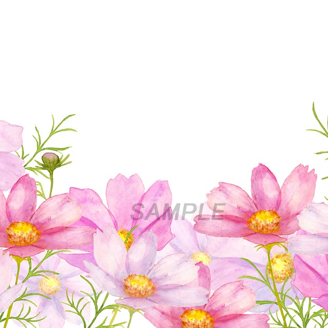 コスモス花畑水彩画jpg イラスト素材屋