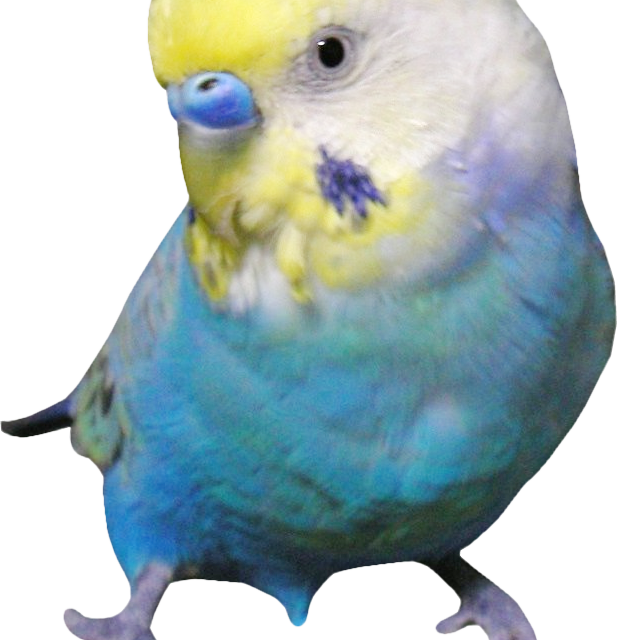 セキセイインコprブルー チェーン 革紐 中 大 粘土の羽根飾り On Line Shop