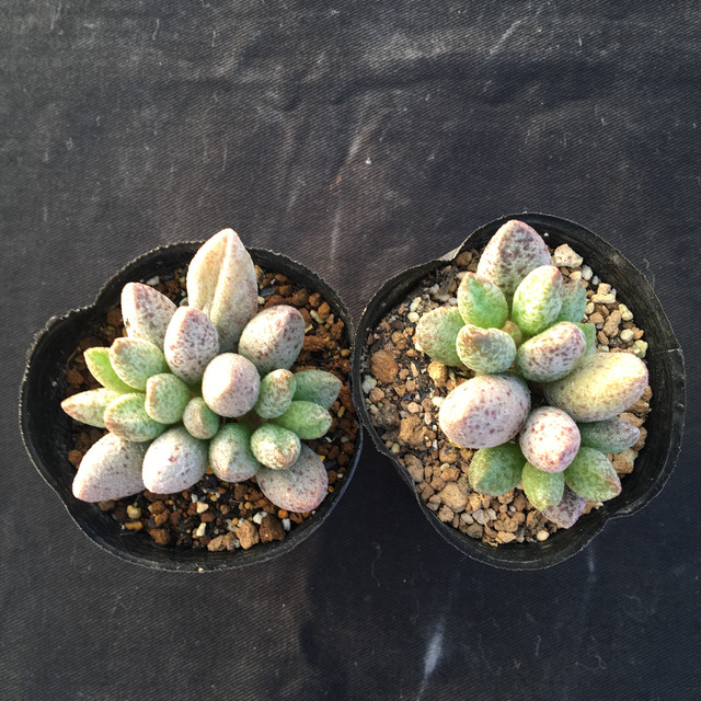 アドロミスクス マリアンナエ 多肉アン